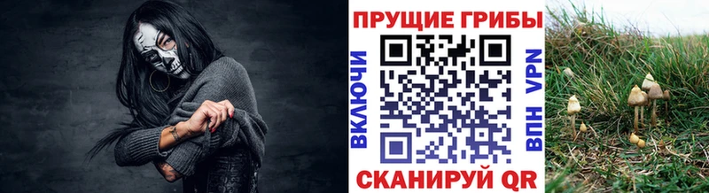 купить наркоту  Кумертау  Галлюциногенные грибы Cubensis 